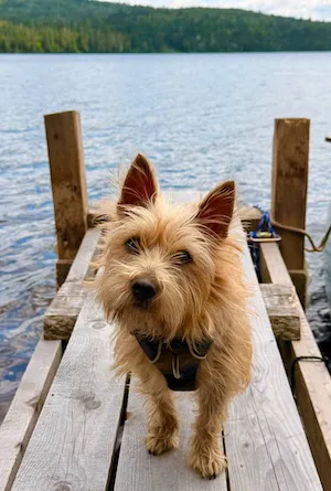 Luna the cairn terrier